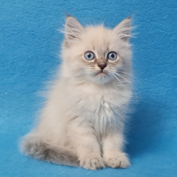 Siberian EZ Angel
