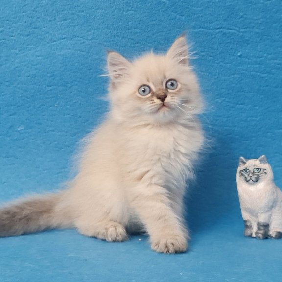 Siberian EZ Angel