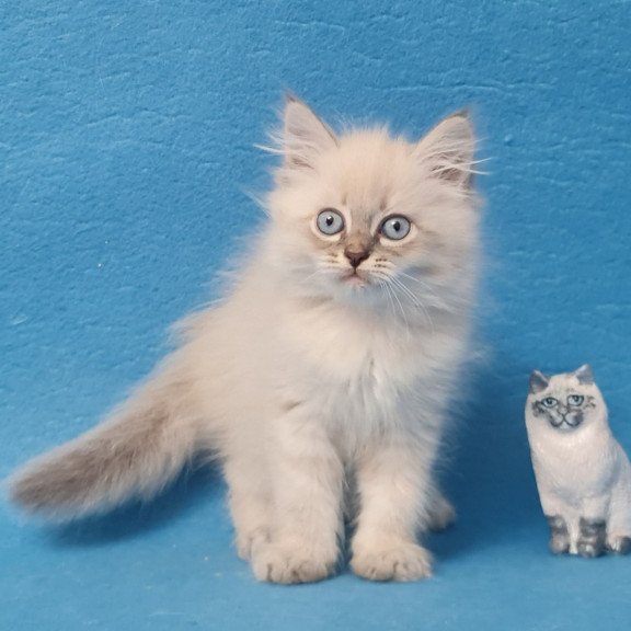 Siberian EZ Angel