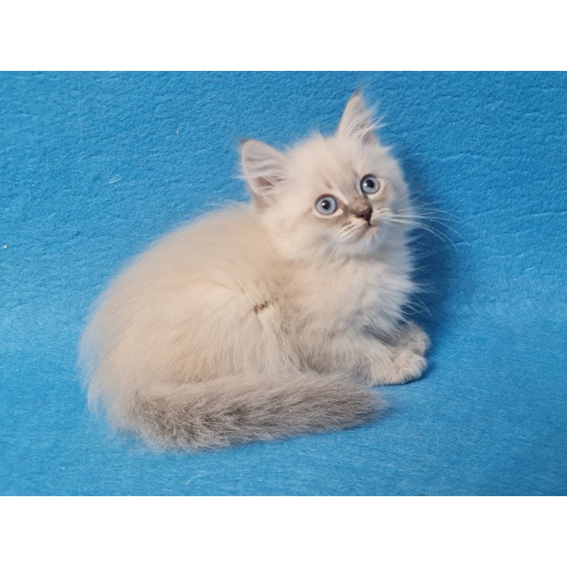 Siberian EZ Angel
