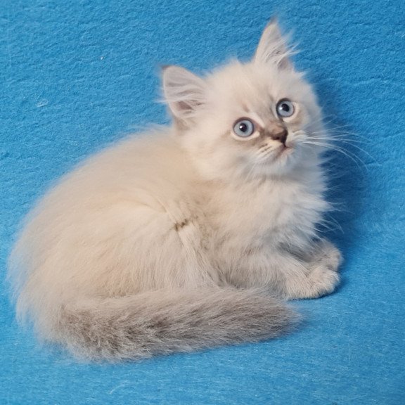Siberian EZ Angel