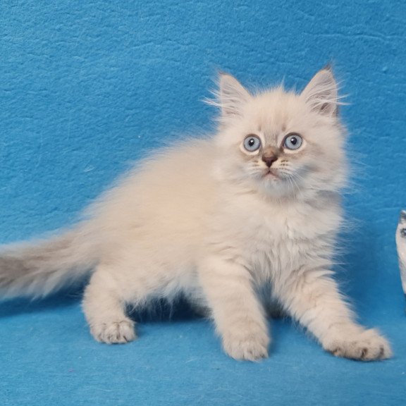 Siberian EZ Angel