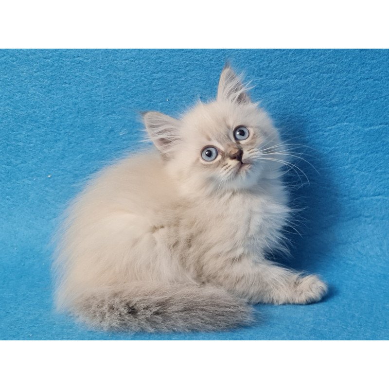 Siberian EZ Angel