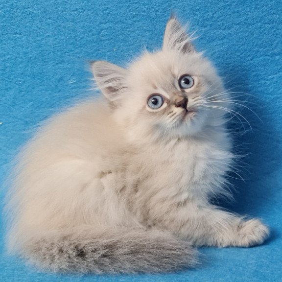 Siberian EZ Angel