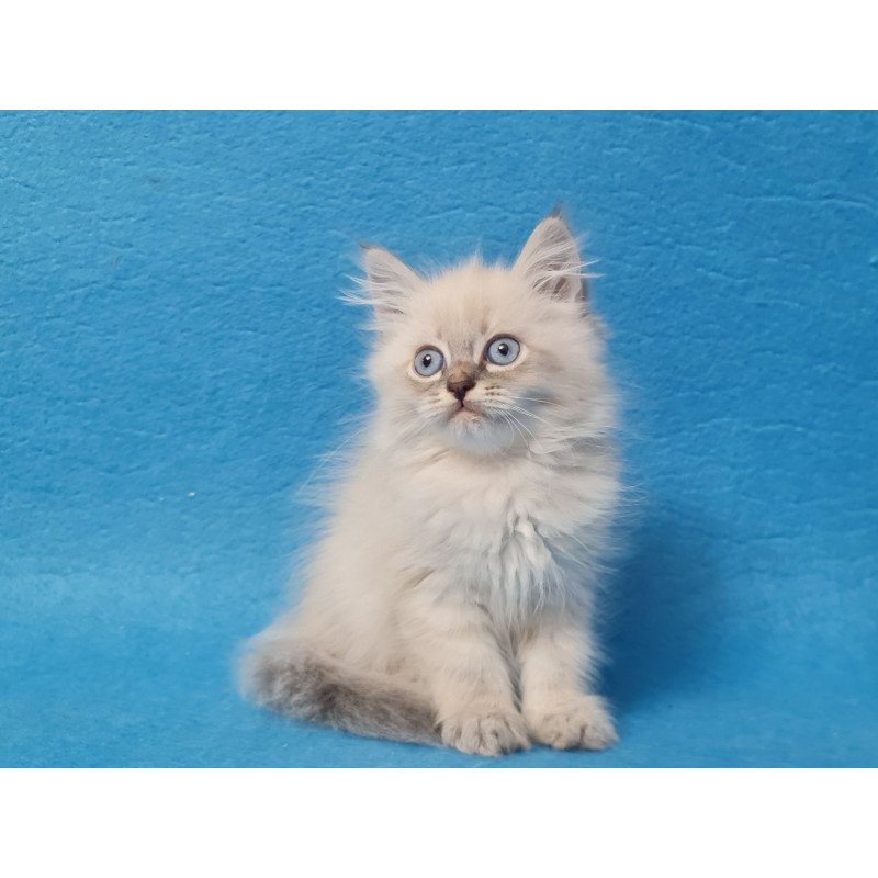 Siberian EZ Angel