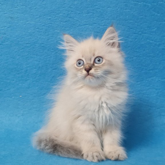 Siberian EZ Angel