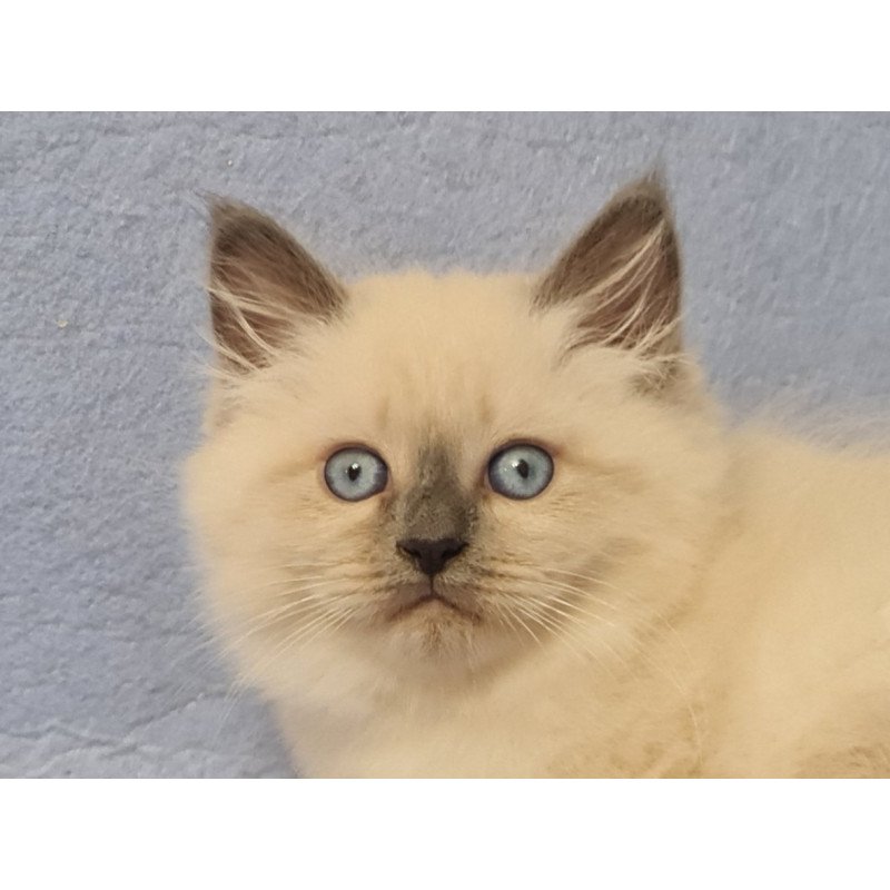 Siberian EZ Archie