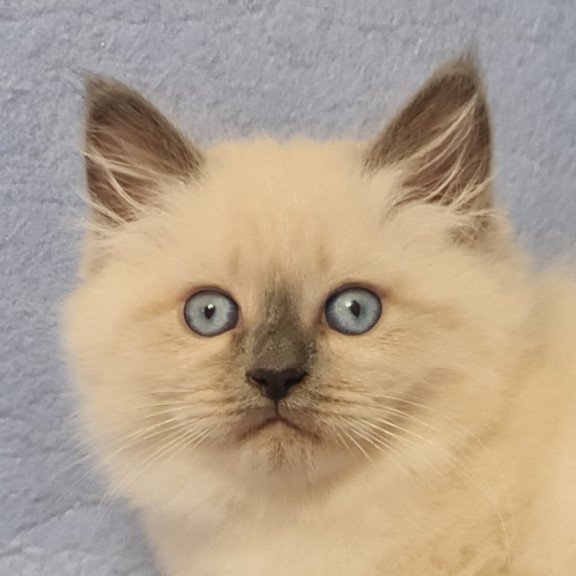 Siberian EZ Archie