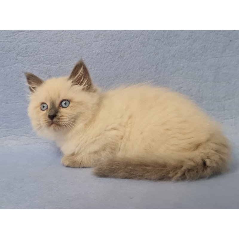 Siberian EZ Archie