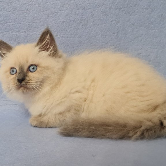 Siberian EZ Archie