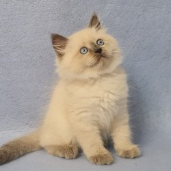 Siberian EZ Archie