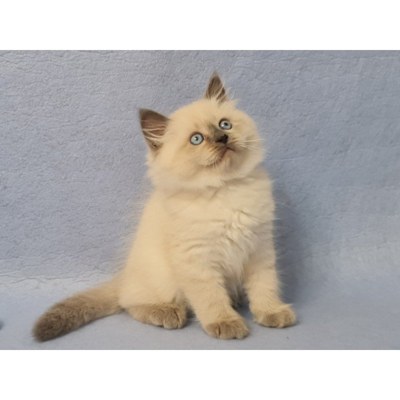Siberian EZ Archie
