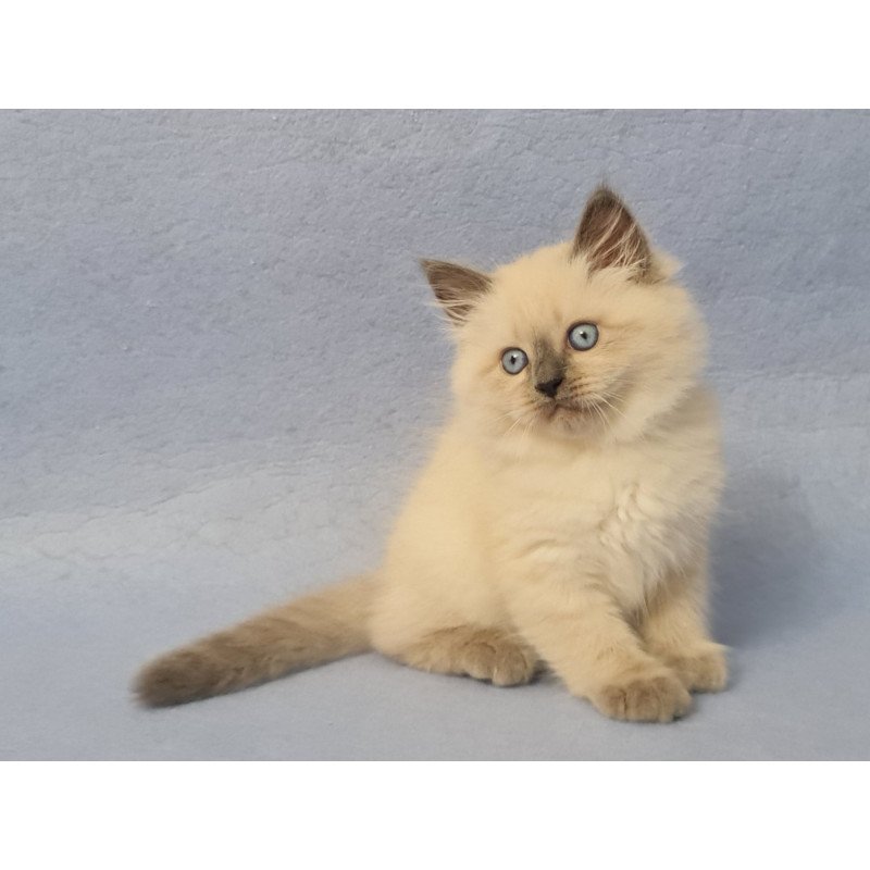 Siberian EZ Archie