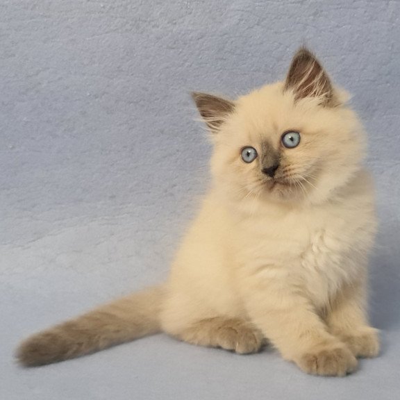 Siberian EZ Archie