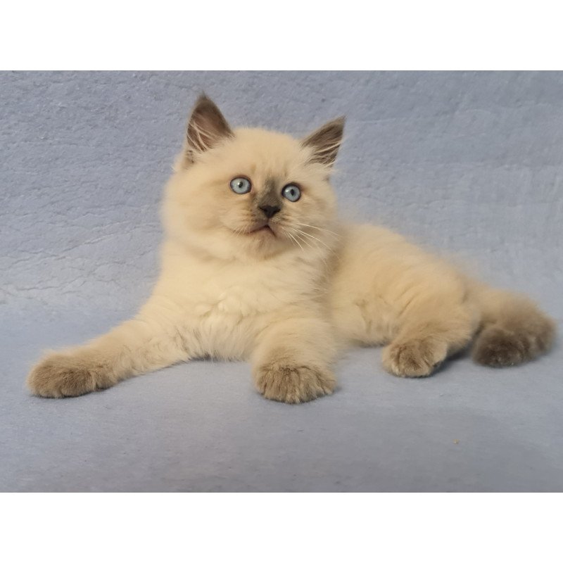 Siberian EZ Archie