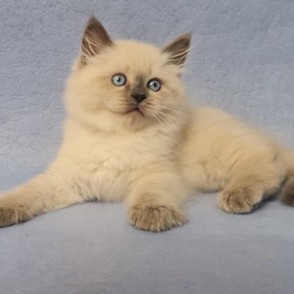 Siberian EZ Archie