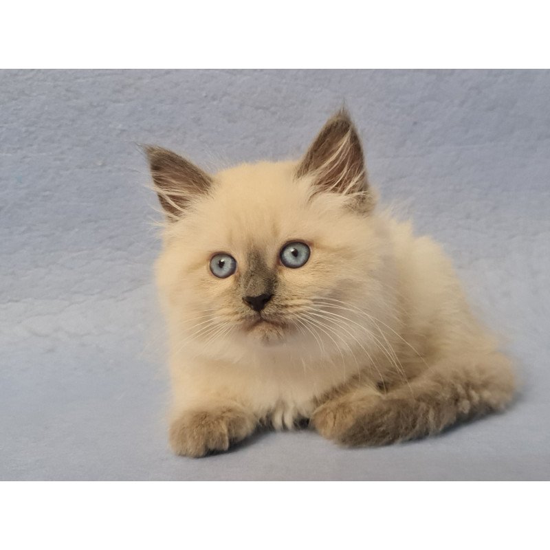 Siberian EZ Archie