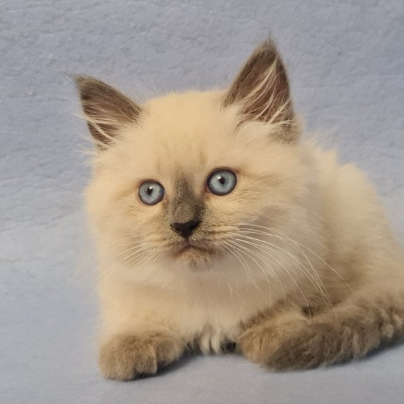 Siberian EZ Archie