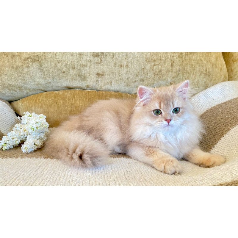 British EZ Richard