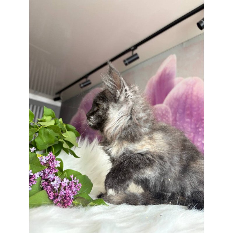 Maine Coon EZ Wilhelmina