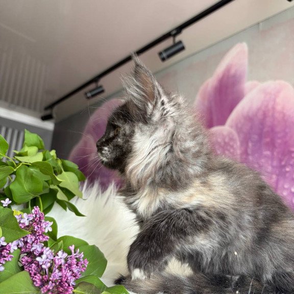 Maine Coon EZ Wilhelmina