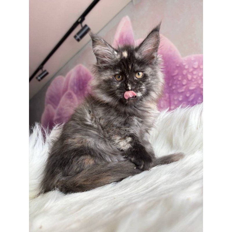 Maine Coon EZ Wilhelmina