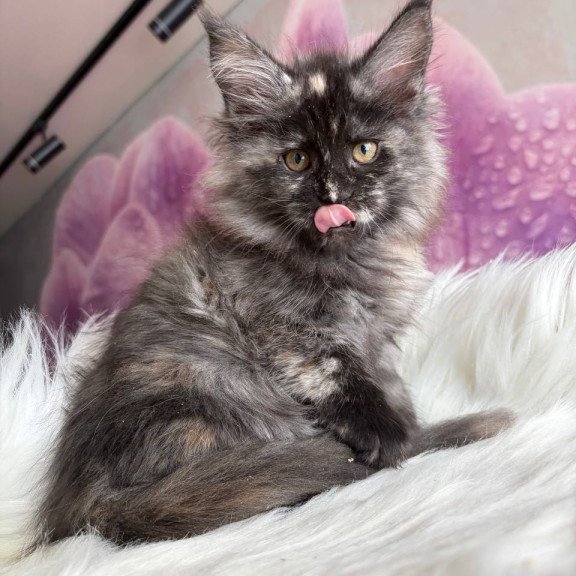 Maine Coon EZ Wilhelmina