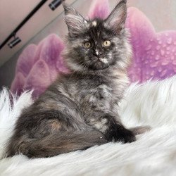 Maine Coon EZ Wilhelmina