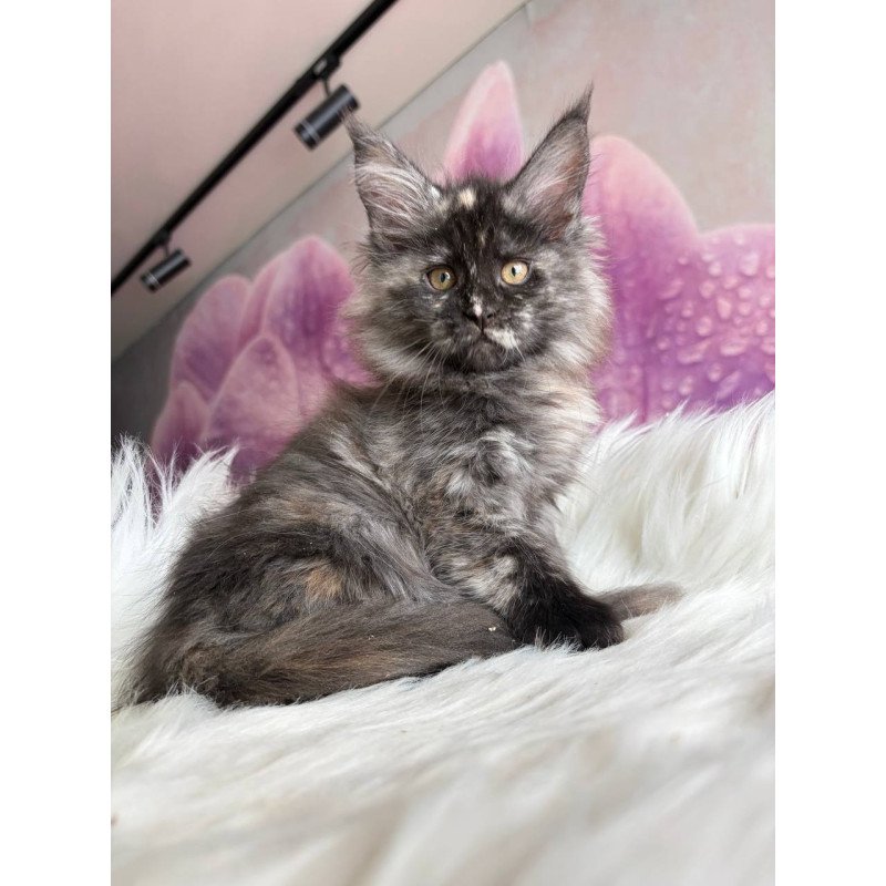 Maine Coon EZ Wilhelmina
