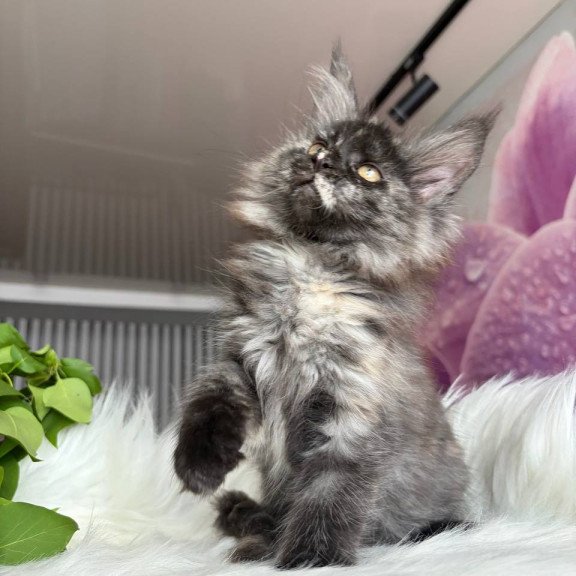 Maine Coon EZ Wilhelmina
