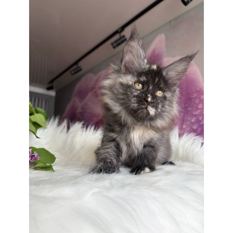 Maine Coon EZ Wilhelmina