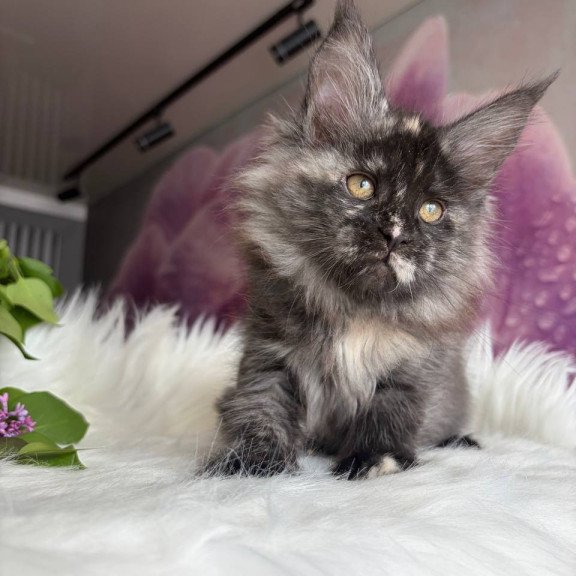 Maine Coon EZ Wilhelmina