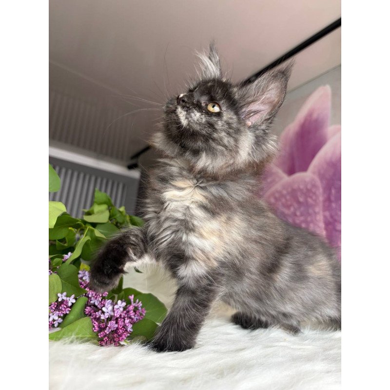 Maine Coon EZ Wilhelmina