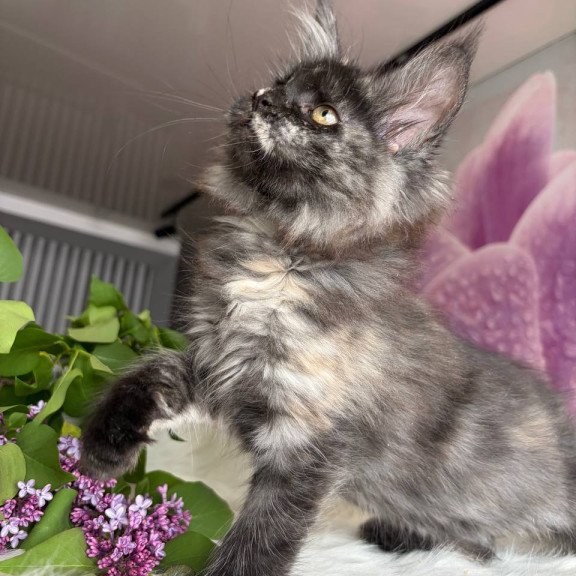 Maine Coon EZ Wilhelmina