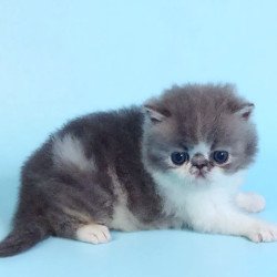 Persian A Tulpan