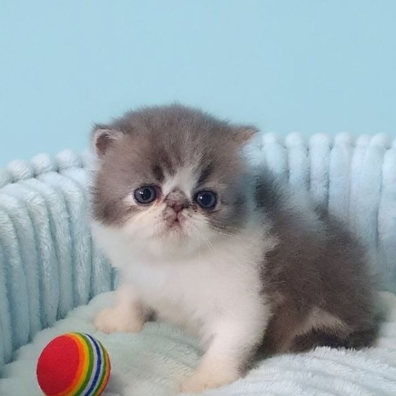 Persian A Tulpan