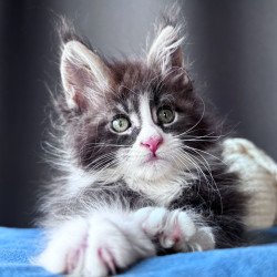 Maine Coon NOV Velvet Fang