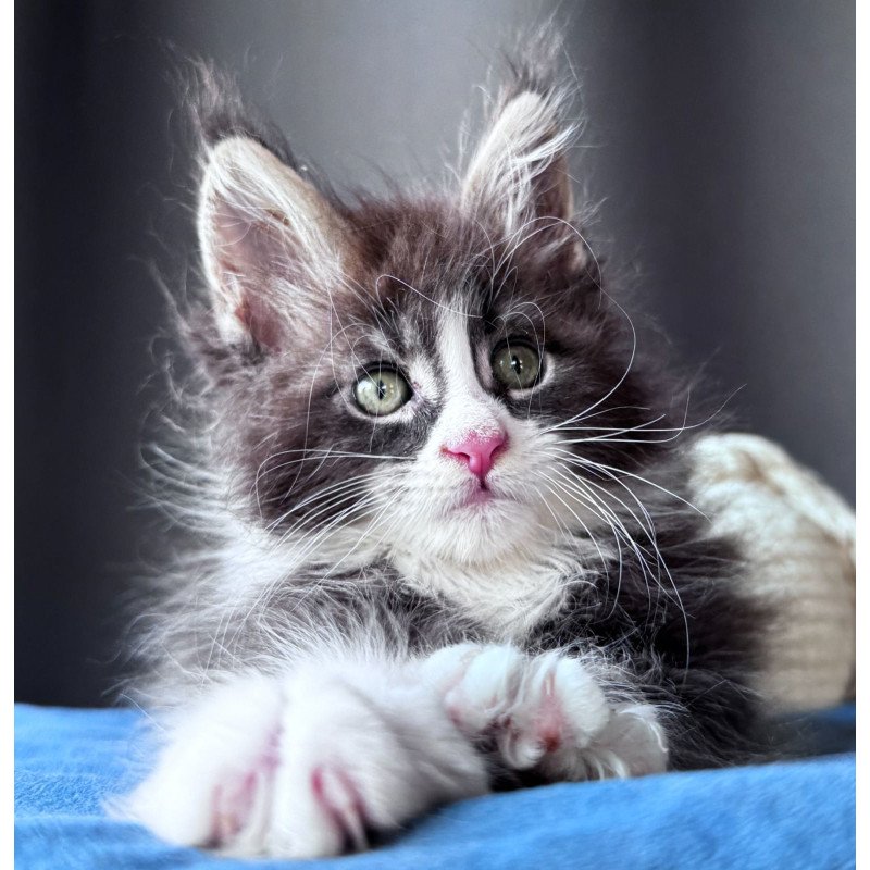 Maine Coon NOV Velvet Fang