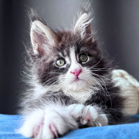 Maine Coon NOV Velvet Fang