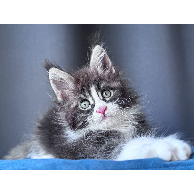 Maine Coon NOV Velvet Fang