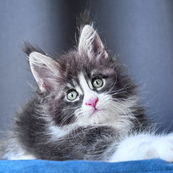 Maine Coon NOV Velvet Fang