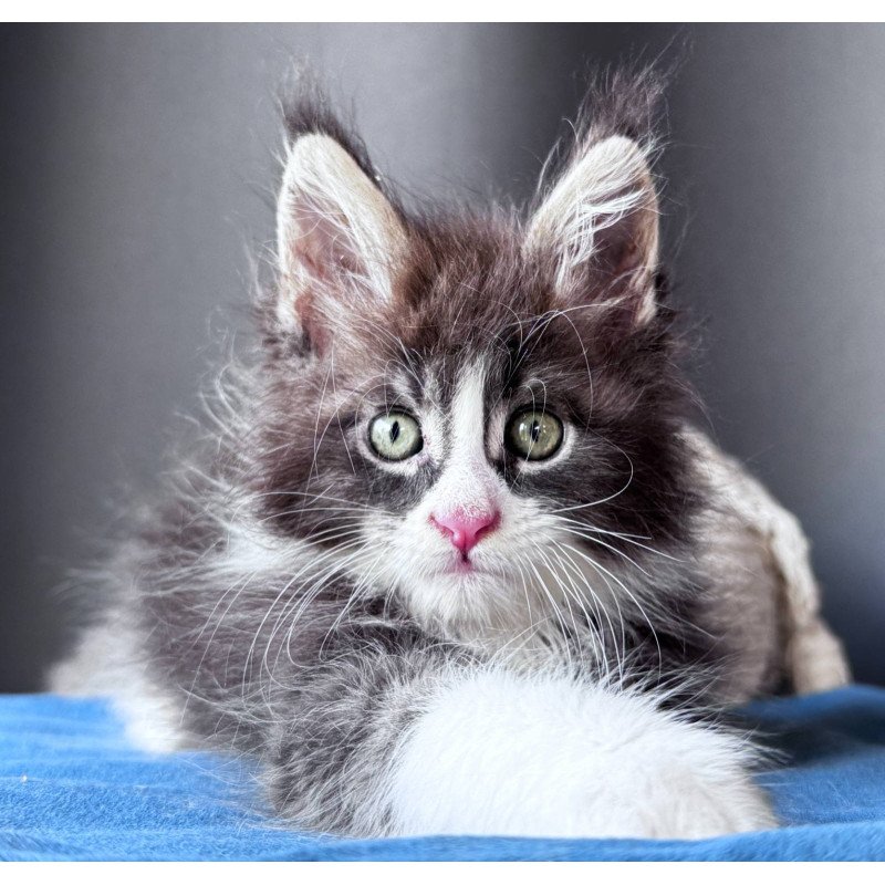 Maine Coon NOV Velvet Fang