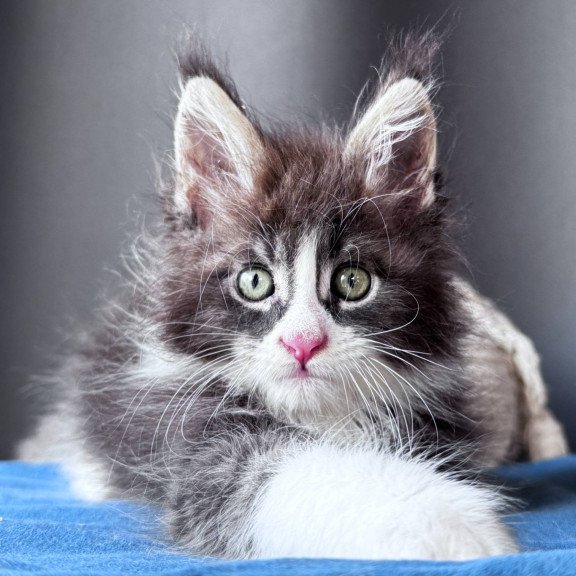 Maine Coon NOV Velvet Fang