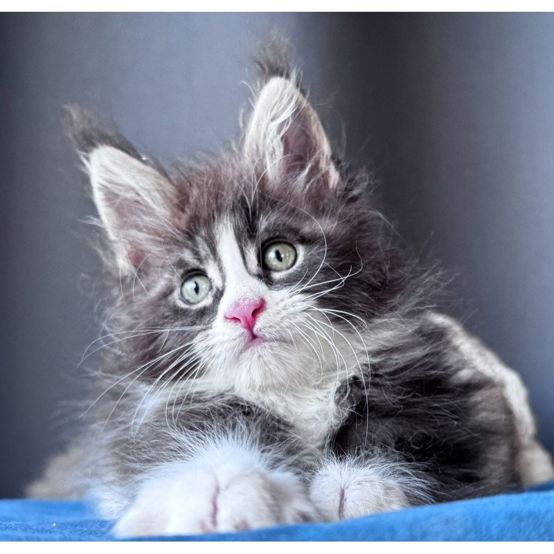 Maine Coon NOV Velvet Fang