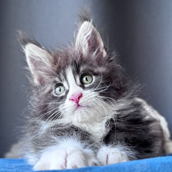 Maine Coon NOV Velvet Fang