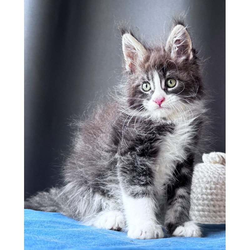 Maine Coon NOV Velvet Fang