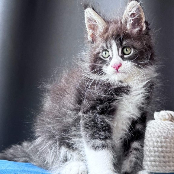 Maine Coon NOV Velvet Fang