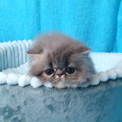 Persian A Topaz