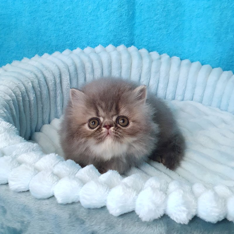 Persian A Topaz
