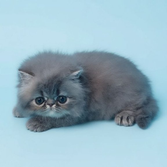 Persian A Topaz